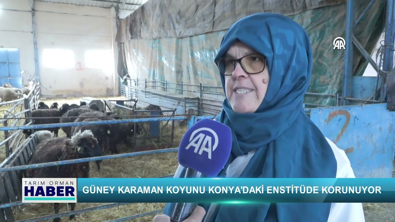 Güney Karaman koyunu Konya'daki enstitüde korunuyor