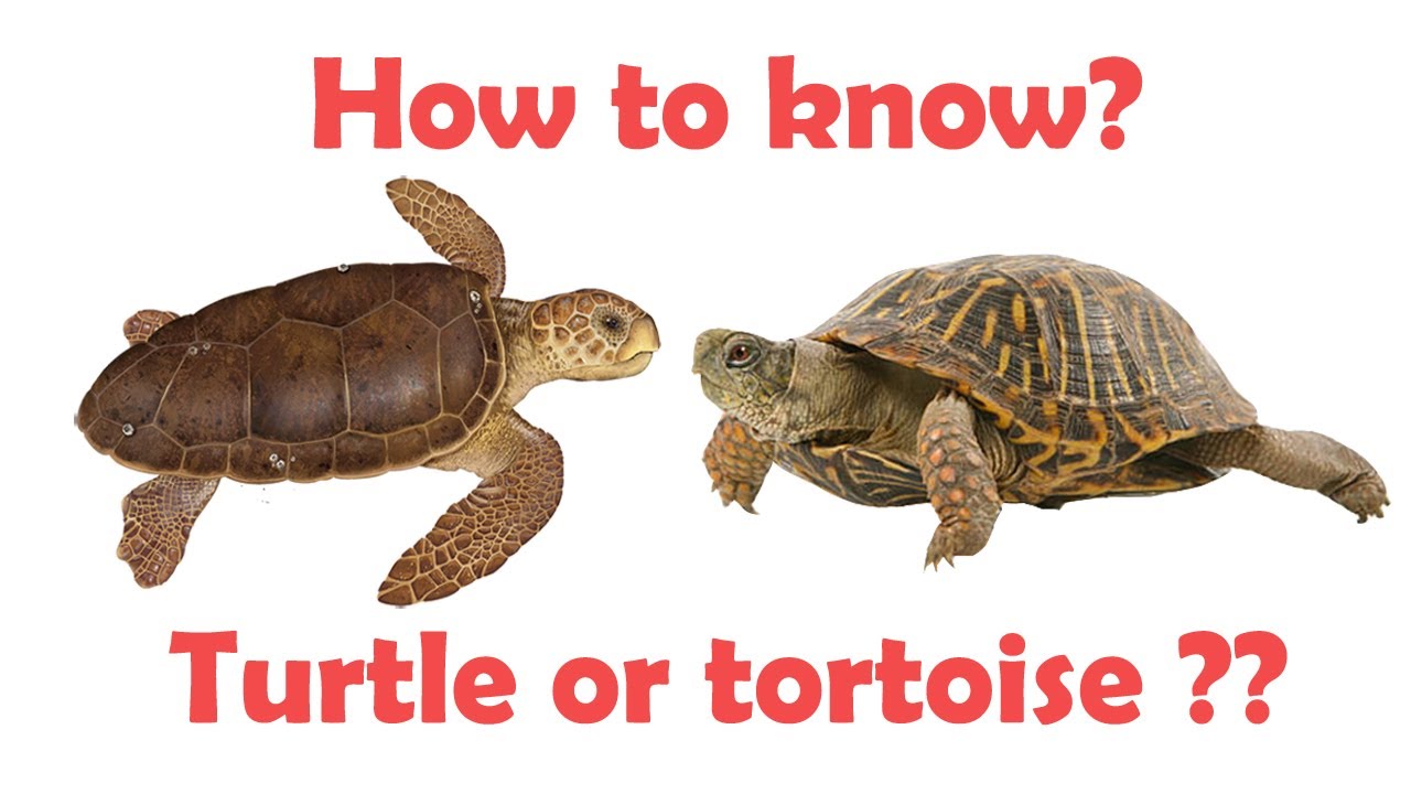 Difference between Turtle and tortoise | Turtle vs tortoise | Simply E ...