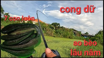 Cá ăn liên tục ở những điểm lâu ngày chưa đến | Câu cá lóc Gò Công / Thái Nguyễn fishing