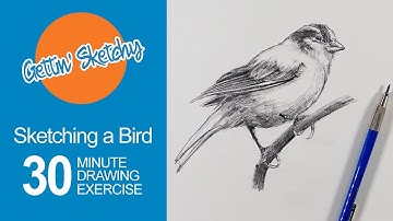 Sketching a Bird - Gettin
