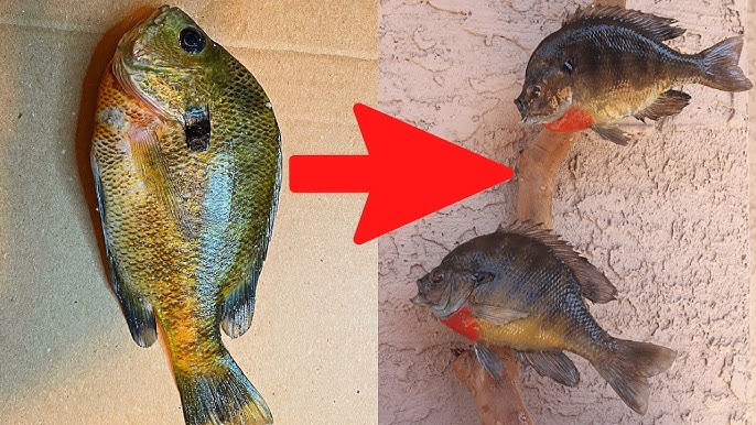 Mount a Fish in Four Days! Do It Yourself Beginner Taxidermy 