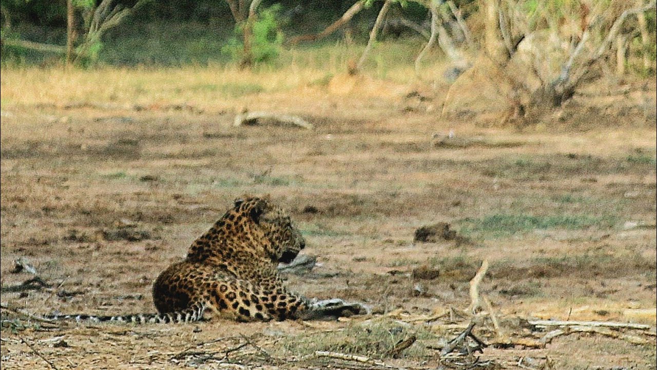 Wildlife Adventures in Yala National Park and Safari Experience