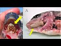 Tongue Eating Parasites in Fish? Everything you need to know about Cymothoa exigua.