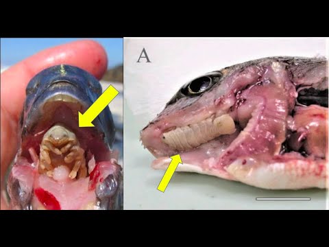 Fish Tongue Parasite >> Tongue Eating Parasites In Fish Everything You Need To Know About Cymothoa Exigua Fish Tongue Parasite >> Tongue Eating Parasites In Fish Everything You Need To Know About Cymothoa Exigua