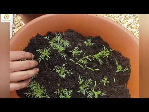 Video: What Grows Good With Cosmos: Tips om ledsagerplantning med Cosmos
