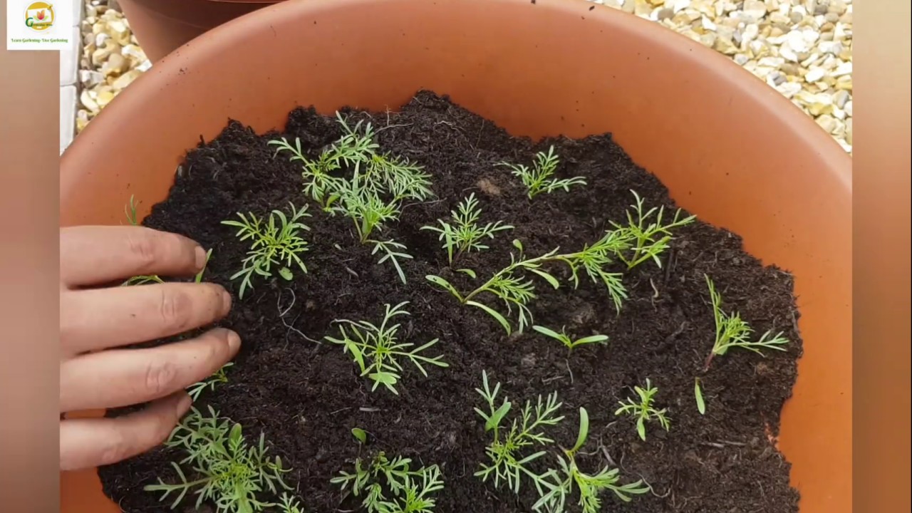 Growing garden cosmos from seeds and planting cosmos seedlings in  containers - thptnganamst.edu.vn