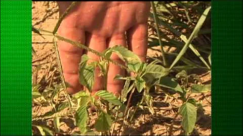National Summit on Strategies to Manage Herbicide-resistant Weeds