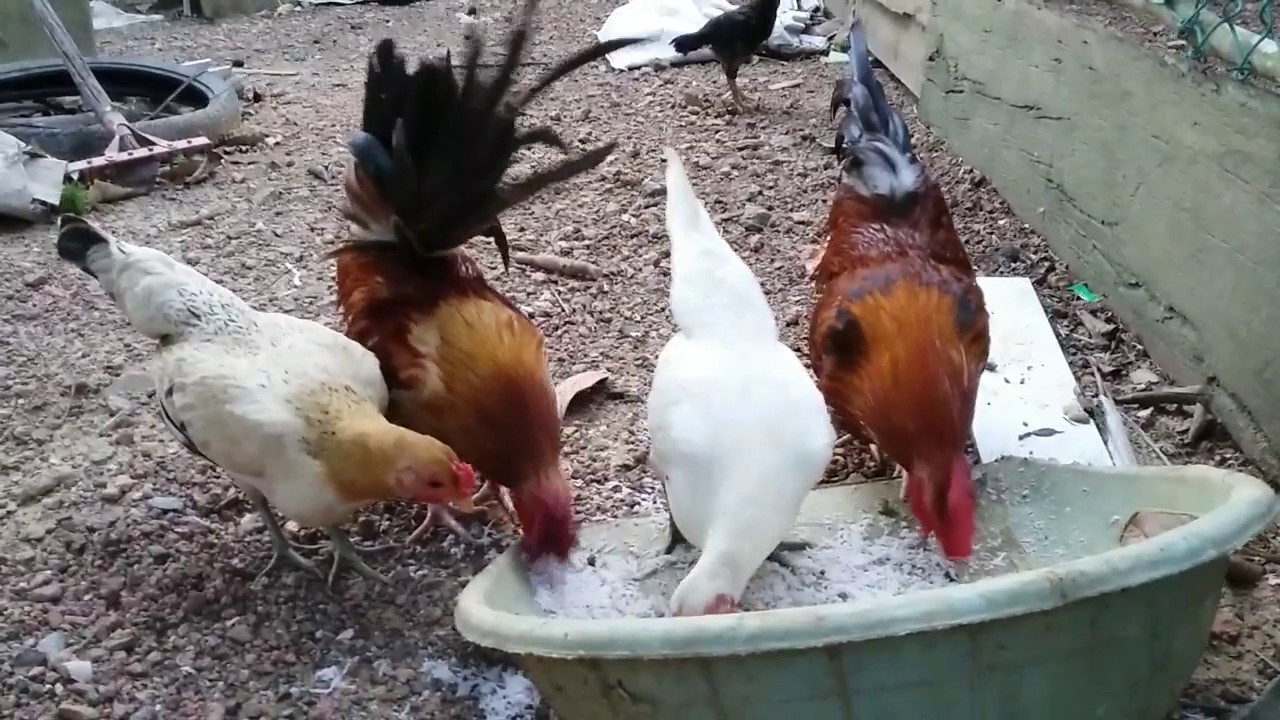 Pelihara Ayam Hias Rumahan Yang Lucu Lucu YouTube
