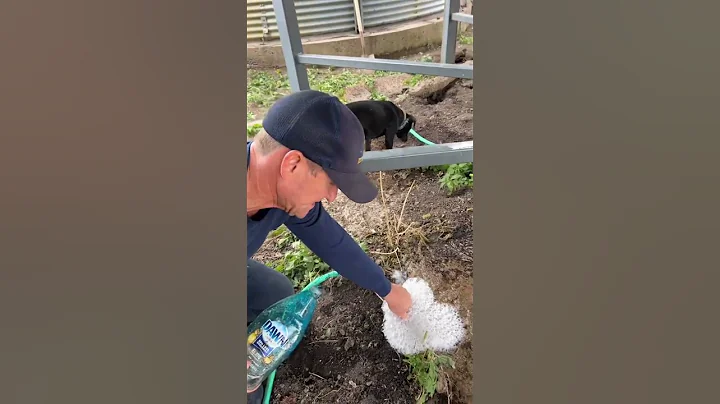 BEST way to get rats out of burrows! 🐀🐀🐀💦🫧