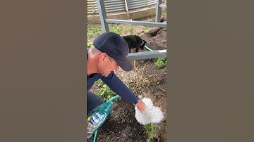 BEST way to get rats out of burrows! 🐀🐀🐀💦🫧
