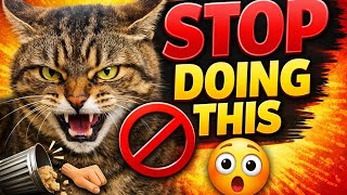 10 Things Cats HATE That You Do Without Knowing 😳 10 Things Cats Hate Are You Making These Mistakes