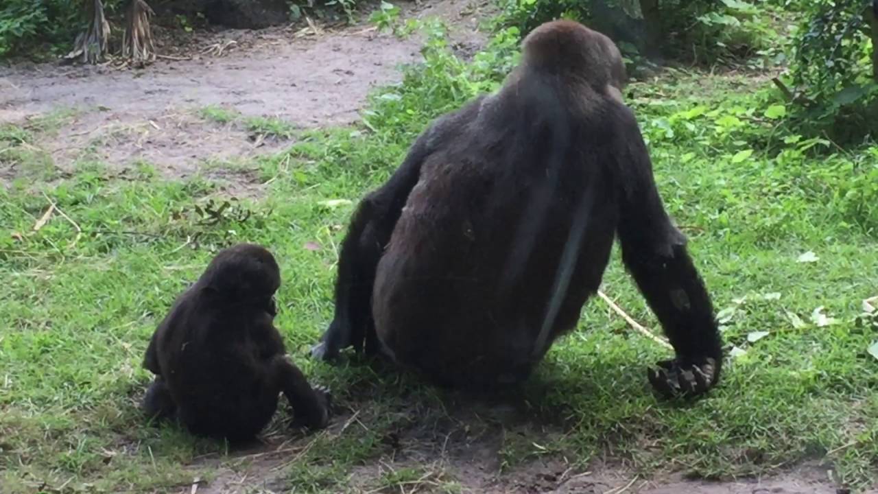 EWWWWWW Baby Gorilla Picking Dad s Butt YouTube ewwwwww-baby-gorilla-picking-dad-s-butt-youtube