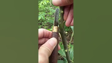 Cách Ghép Cây Xoài Cực Dễ Cho Người Mới #hoadepdetrong #meotrongcay #cachtrongcay #caycanh