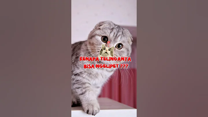 Video 10933041: kucing scottish fold, fold cat scottishfold