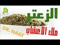 الزعتر ومركباته الثمانية الساحرة وتسمين الدجاج وتخسيس البشر فوايد وعوايد الحلقة 9