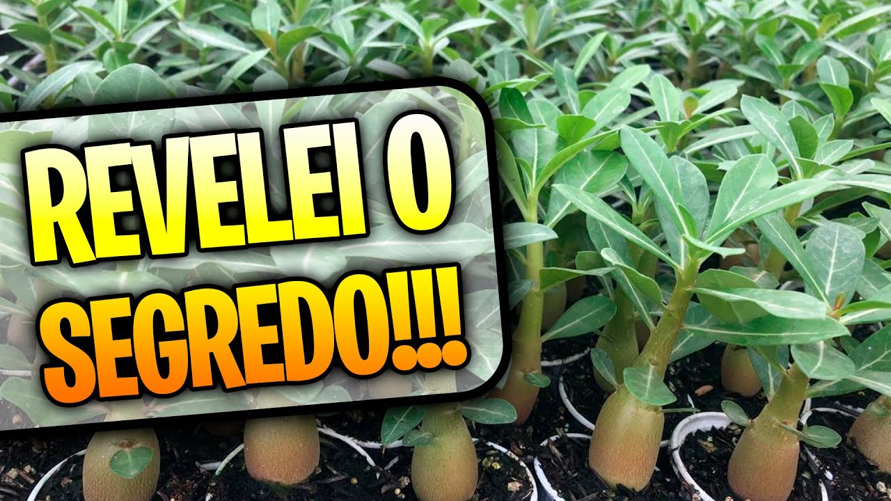 🤔SEGREDO DOS VIVEIROS!! Como plantar sementes de ROSA DO DESERTO da forma correta