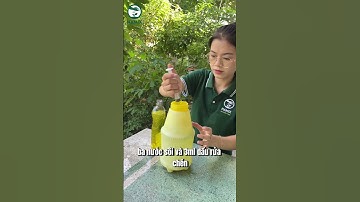 Cách trị rệp bằng dầu rửa chén siêu đơn giản #shorts