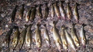 CRUSHING Walleye at Night from Shore Casting Inline Spinners