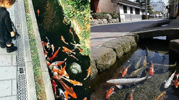 Kỳ Lạ Đàn Cá Koi Bơi Lội Tung Tăng Dưới Cống Rãnh Trên Đường Phố Nhật Bản.