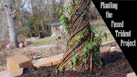 Planting the Trident Maple Fusion Project: Building Grow Bed and Soil Mix (Part 2)