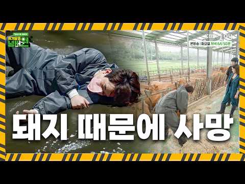 돼지 농장 치우다 오늘도 사망😭 [위기탈출 넘버원 비상구를 열어라]ㅣKBS JOY 260825 방송