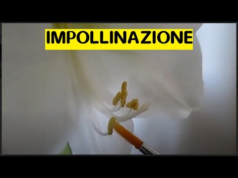 Impollinazione artificiale e naturale