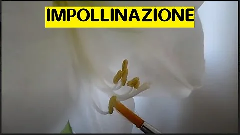 Che cosa significa impollinare?