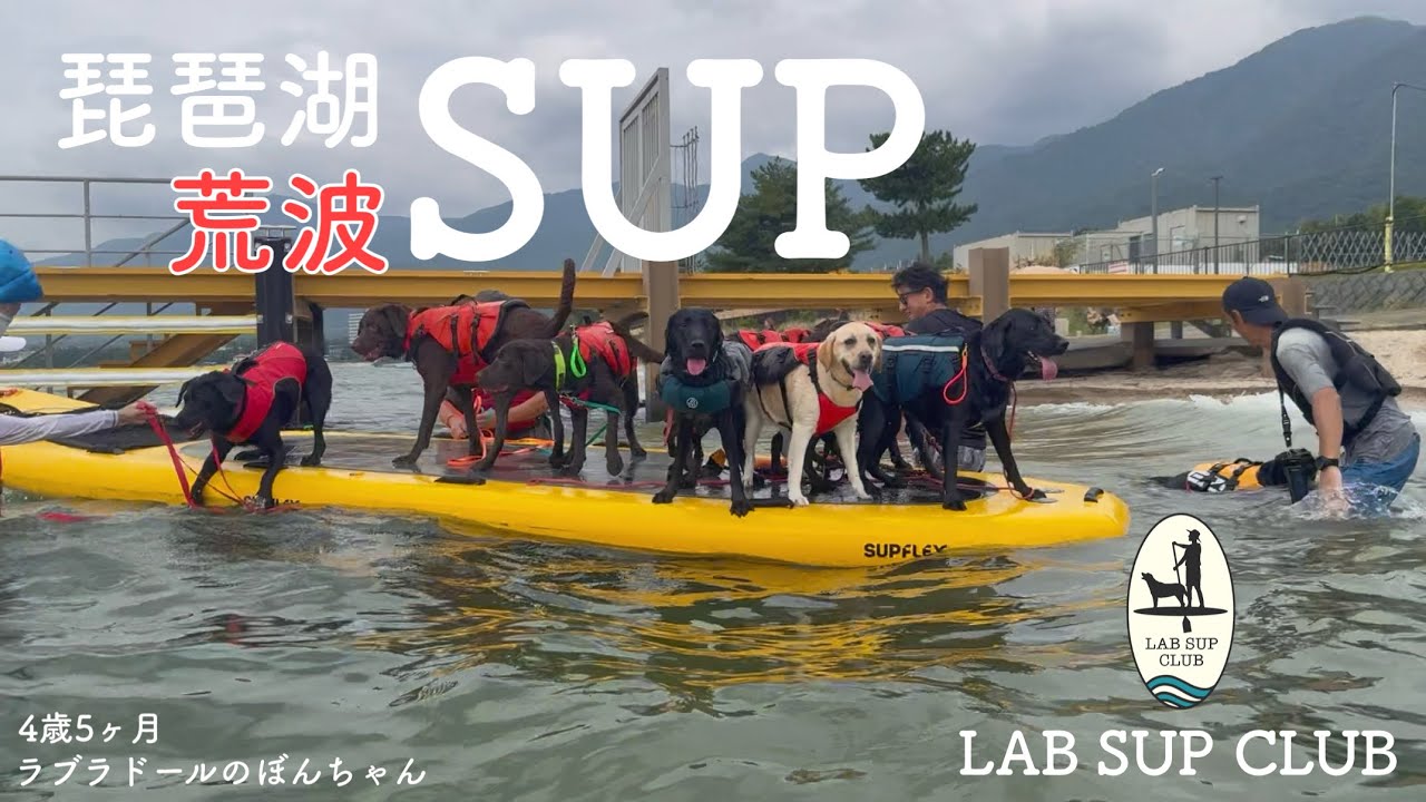 【ラブラドール#174】ラブラドール9頭で荒波琵琶湖SUP★labrador retriever   ラブラドールレトリバー　犬　可愛い　水遊び　大型犬