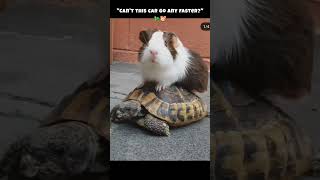 go faster #funnyanimals #funny #funnyshorts #shortsvideo #animals #youtubeshorts #shortsfeed