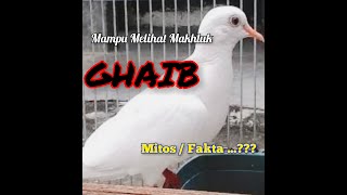 Mitos Burung Merpati Putih #mitos #fakta #burungmerpati #animaltv07