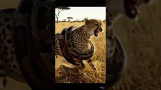 #Python Encounter Cheetah | Intense Wildlife Moment in the Jungle | Nature Documentary#shorts