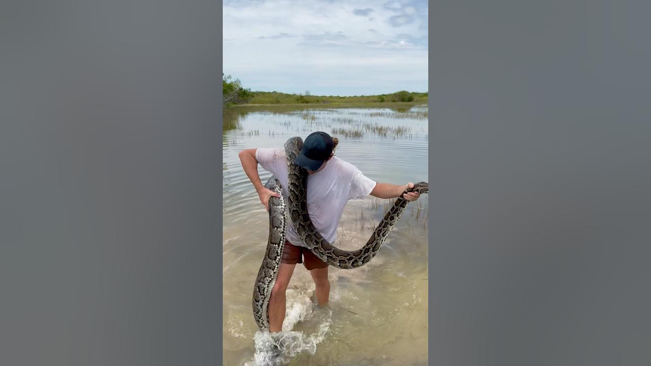 HUGE PYTHON FOUND IN THE SWAMP ! - YouTube
