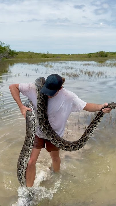 HUGE PYTHON FOUND IN THE SWAMP ! - YouTube
