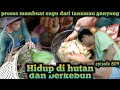 peroses membuat sagu dari tanaman ganyong 100% berhasil warta petani muda hidup di hutan