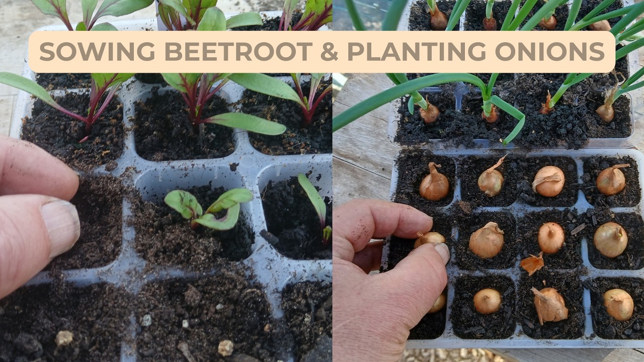 Greenhouse Growing: Beetroot from Seed & Onion Sets for a Strong Start ...