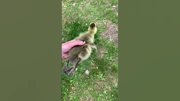 Baby Goose S First Time Flying ViralHog 