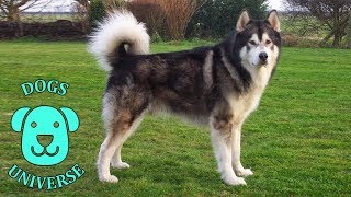 ALASKAN MALAMUTE ► Characteristics and temperament 🐶 by Dogs Universe 254 views 5 years ago 2 minutes, 14 seconds