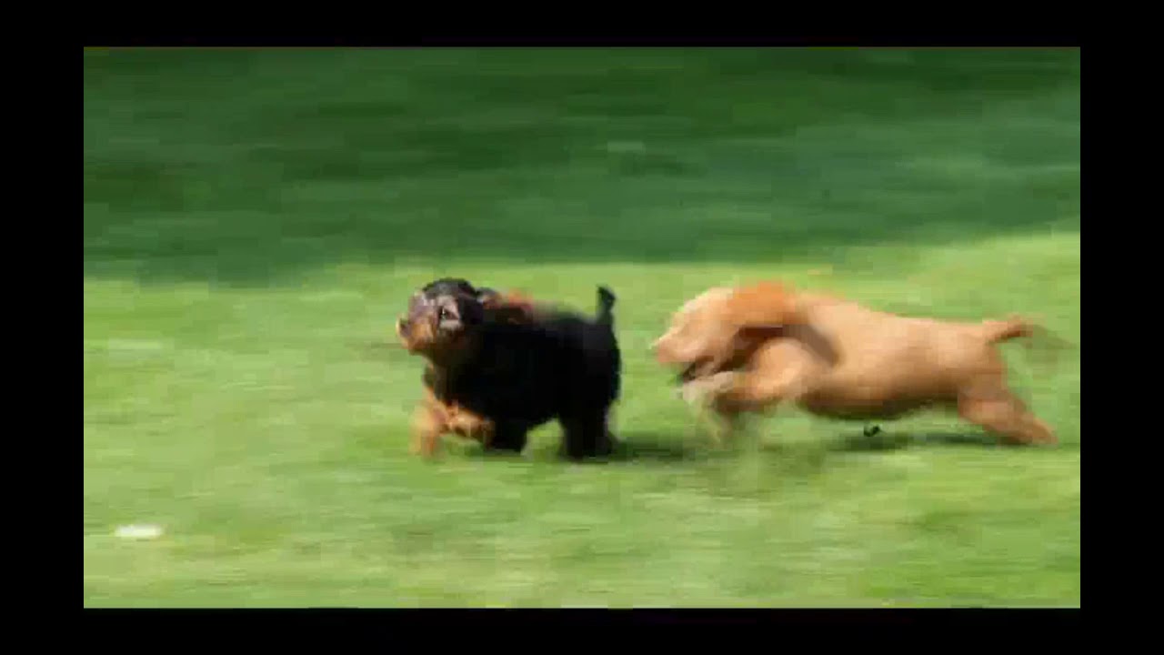 Poogle Puppies For Sale - YouTube