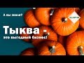 Бизнес на выращивании тыквы Бизнес на выращивании тыквы