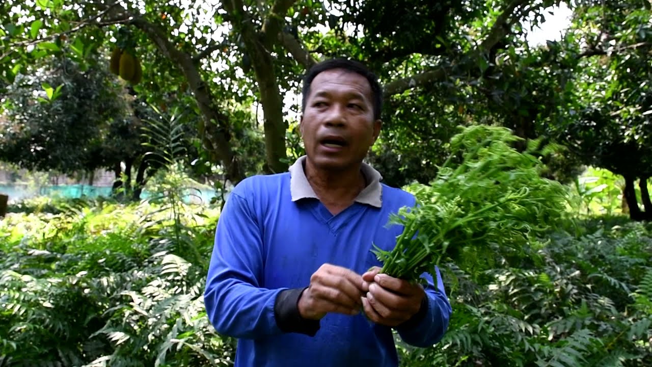 การให้น้ำไม่ใส่ปุ๋ยผักกูดพื้นที่1ไร่รายได้กว่า3หมื่นบาท/เดือน อัตราใช้3-5 ซีซี/น้ำ20ลิตร