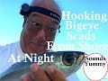 How To Hook Bigeye Scad Akule!