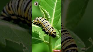 “The Life Cycle of a Butterfly 🦋 | Nature’s Miracle in 50s” #shorts #short #butterfly  #animals