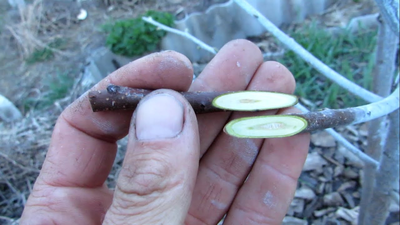 Немного о любительской селекции хурмы.