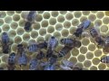 Пчеловодство Контроль и Развитие Роя Отстройка Вощины Пчелами