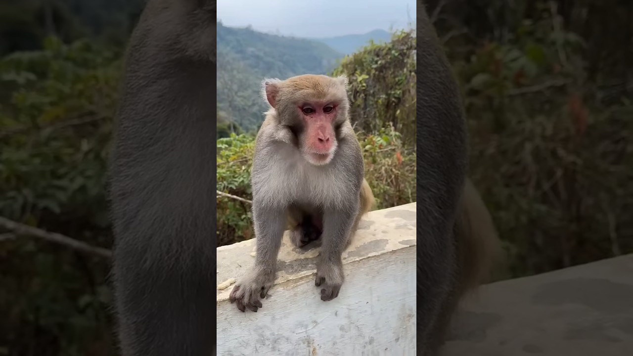 Monkey is too busy #2🥰😍🤪