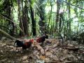 Pikat Ayam Hutan