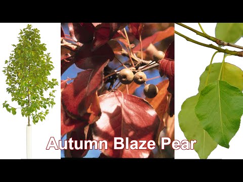 Video: Autumn Blaze Pear Informații: Aflați cum să aveți grijă de o Autumn Blaze Pear