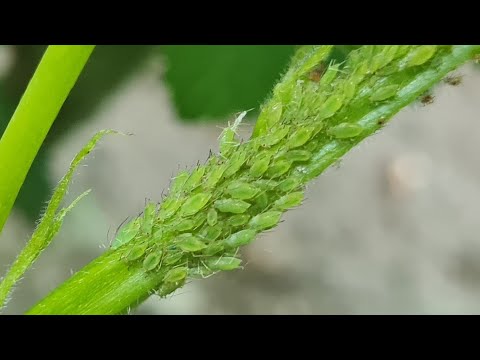 Video: Cum arată o larvă de gândaci? Cum să scapi de larvele de gândaci