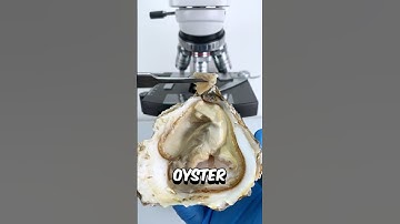 Oyster under the microscope 🔬😱