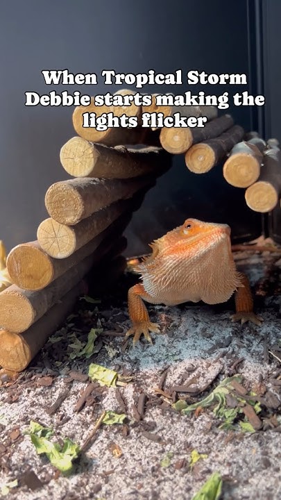 Cheeto Is Hoping We Don t Lose Power Today Or Tomorrow cheeto-is-hoping-we-don-t-lose-power-today-or-tomorrow